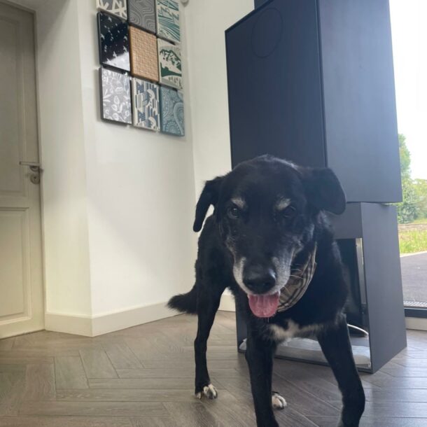 Biscotte, notre nouvelle recrue et sosie de Toast mascotte de la marque Charnwood