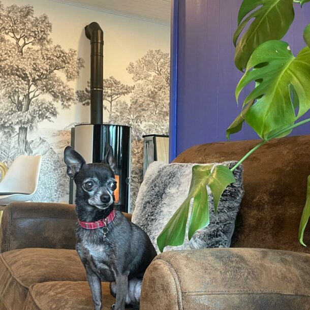 Nestor sur son canapé